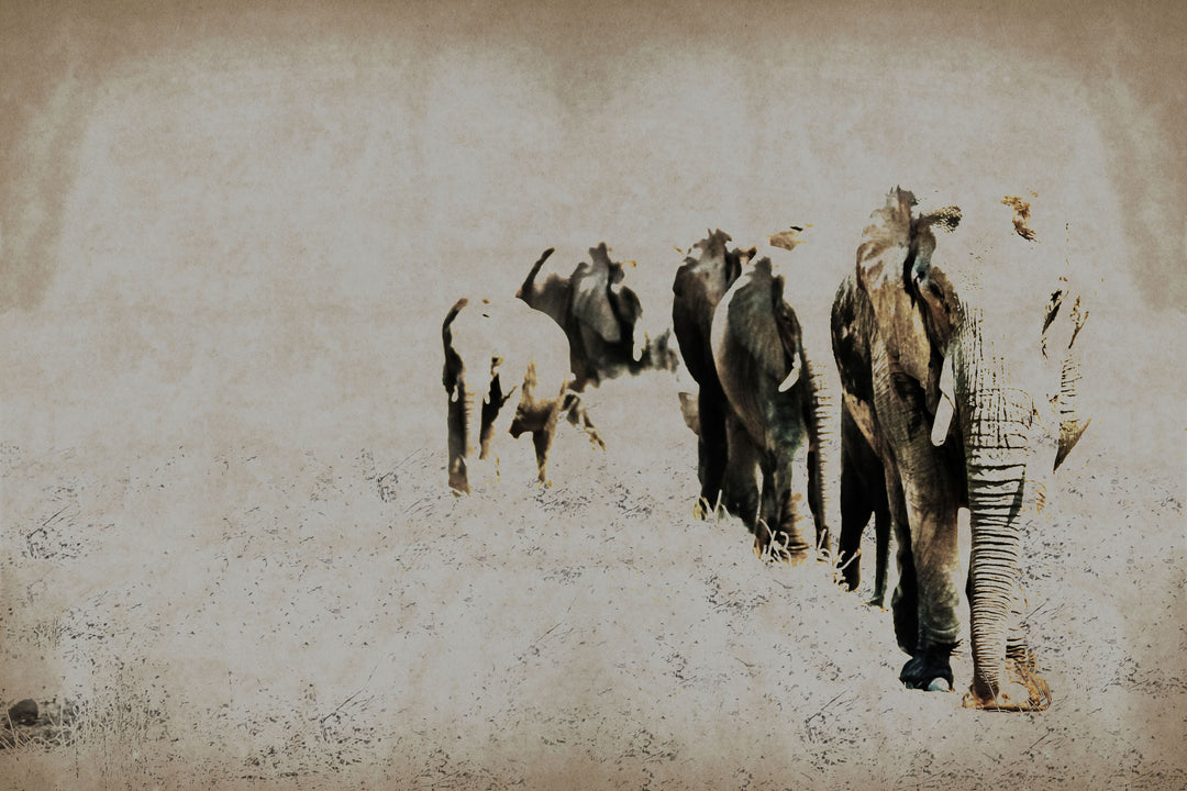 Tapet Elephant Posing 03, Instabilelab