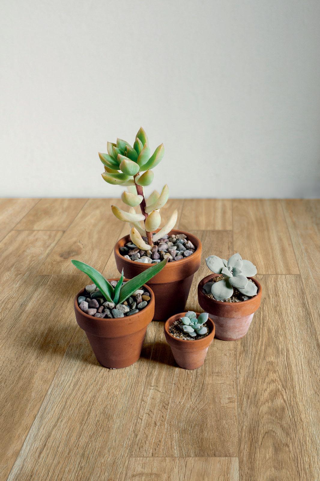 Gresie Woodglam Naturale Ragno