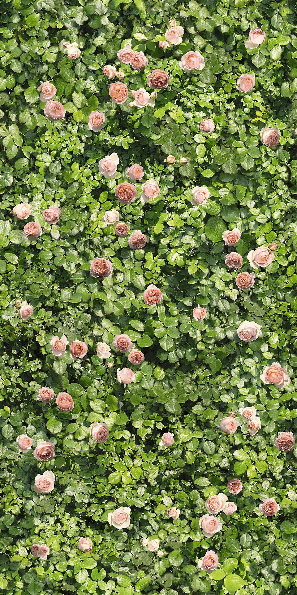 Gresie Coral Rose 6mm, 120x240cm, Casalgrande Padana Limpha